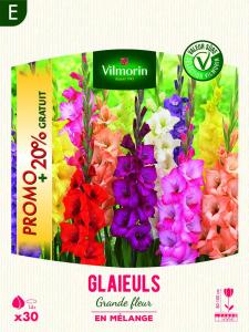 Glaïeuls Grande Fleur en Mélange (x30) + 20% Offert